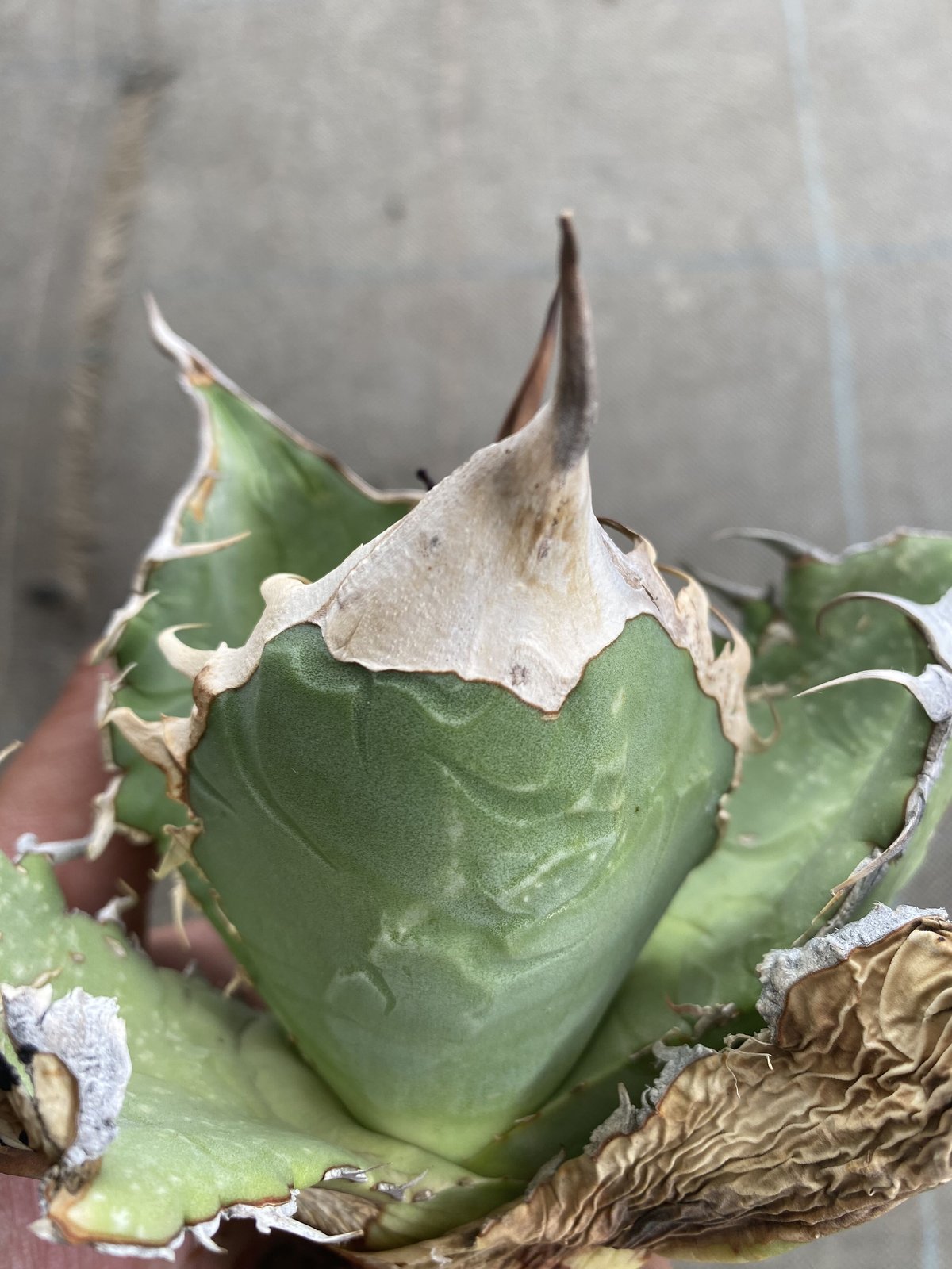 Agave oteroi Oaxaca 特選 | 河野園芸 Agave oteroi Oaxaca 特選 | 河野園芸