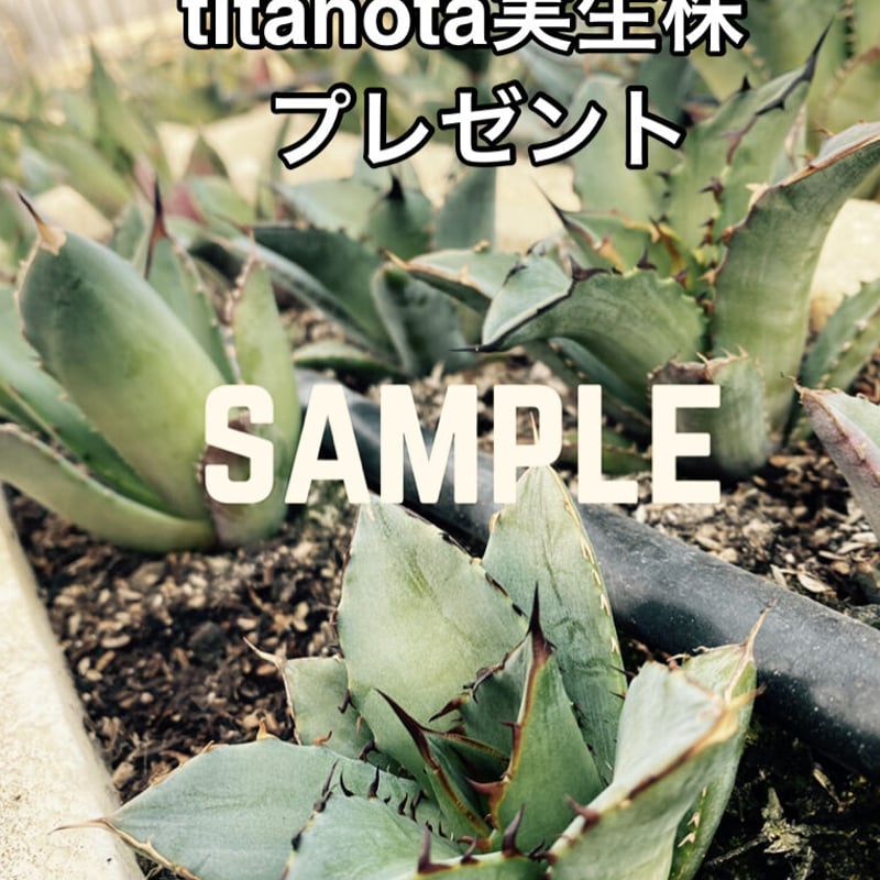Agave gentryi “Jaws” | 河野園芸 Agave gentryi “Jaws” | 河野園芸