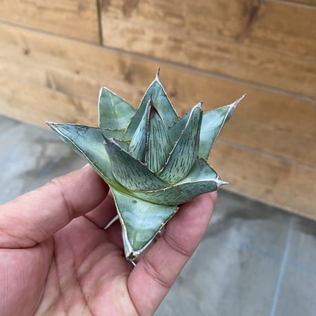 Agave pumira