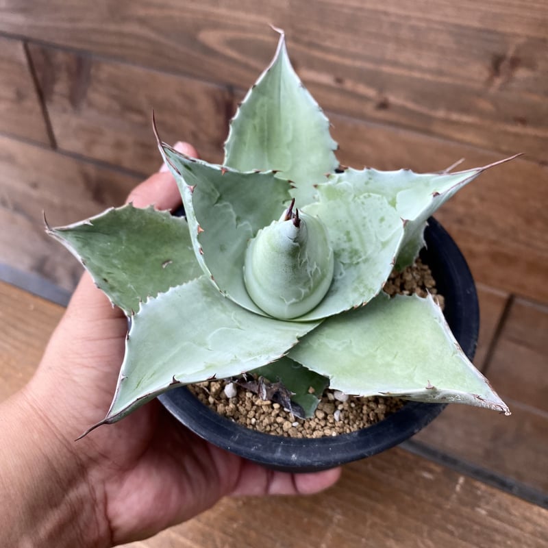 アガベ　オバティフォリア　ドワーフ 中斑 アガベ オバティフォリア ドワーフ 中斑 少し小さめ 【公式通販】