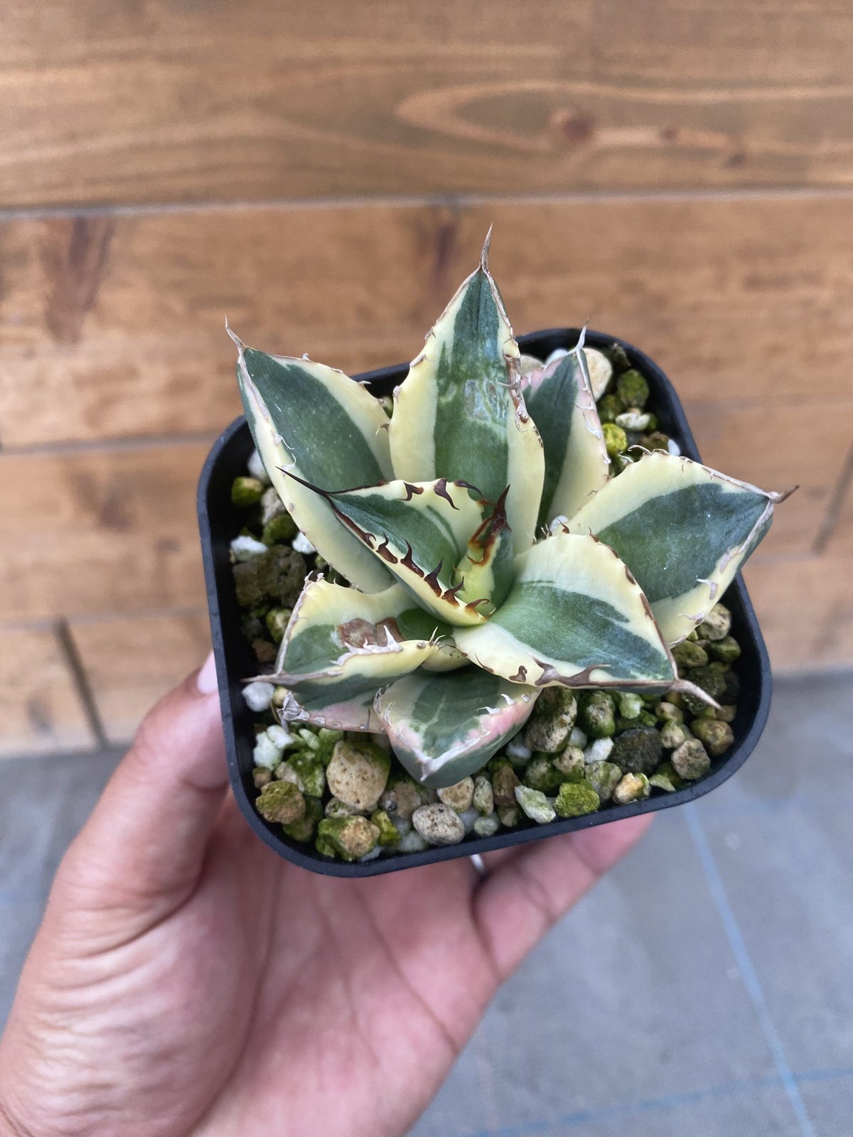 Agave titanota “snaggletooth” | 河野園芸 Agave titanota “snaggletooth” | 河野園芸