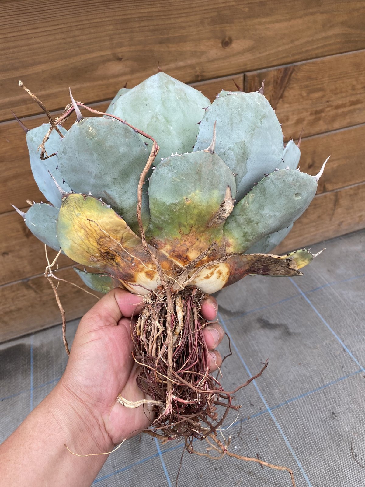 Agave parryi var. truncata XL | 河野園芸 Agave parryi var. truncata XL | 河野園芸
