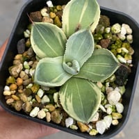 Agave titanota No,006 ボールタイプ | 河野園芸 Agave titanota No,006 ボールタイプ | 河野園芸