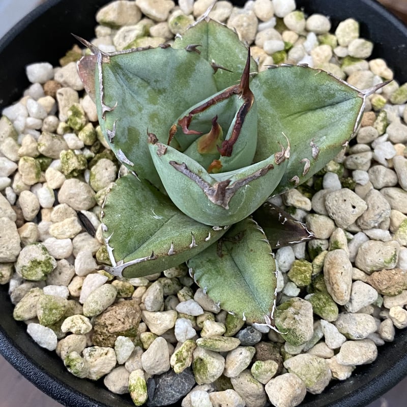 Agave FO-076 compacta | 河野園芸 Agave FO-076 compacta | 河野園芸