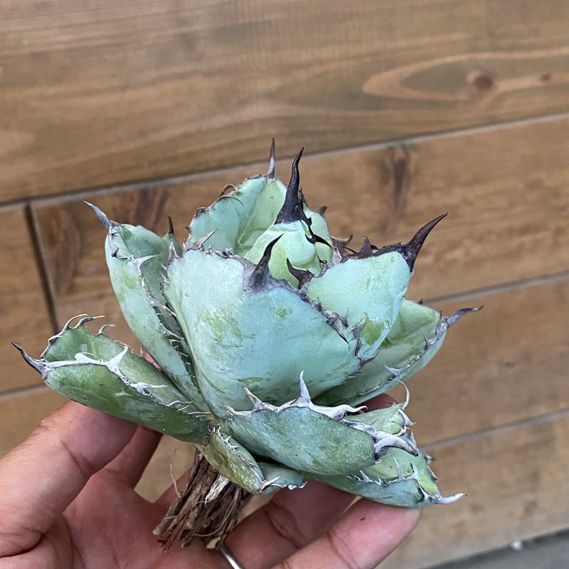 希少】Agave attenuata'Boutin Blue' ボーチンブルー Agave