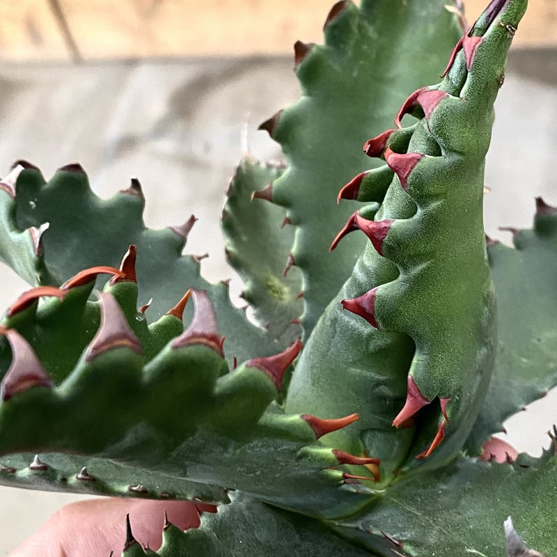Agave gentryi “Jaws” | 河野園芸