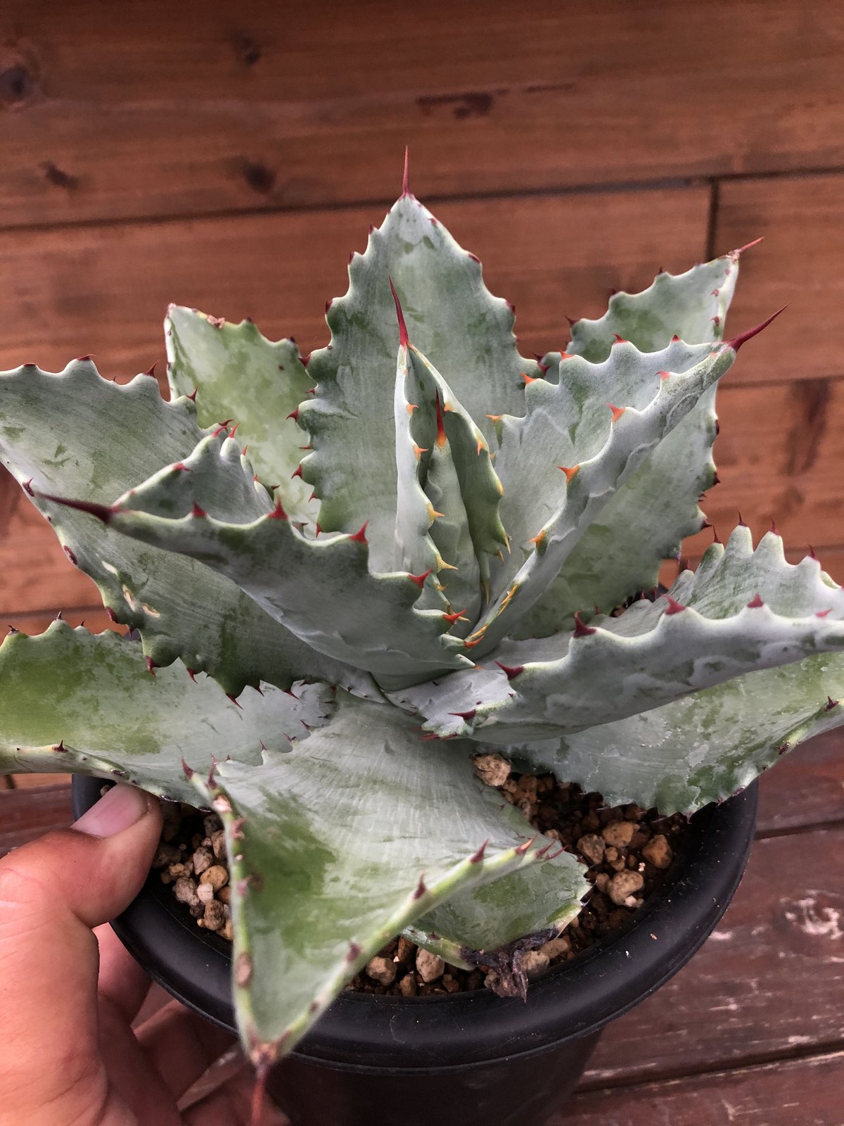 即発送可能】 アガベ Agave KristPot ハイブリッド2 植物/観葉植物