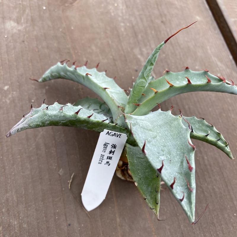 Agave zebra | 河野園芸