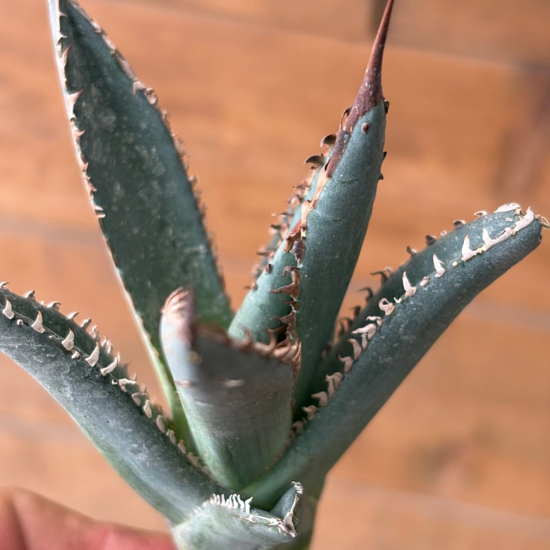 アガベAgave X whitefang