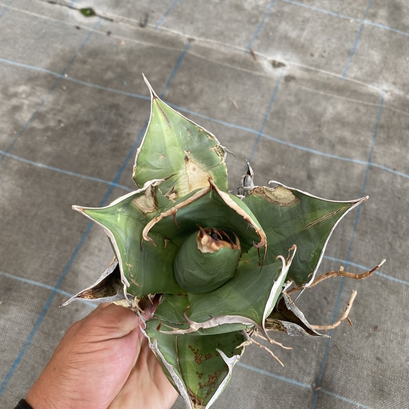 Agave oteroi Oaxaca | 河野園芸 Agave oteroi Oaxaca | 河野園芸