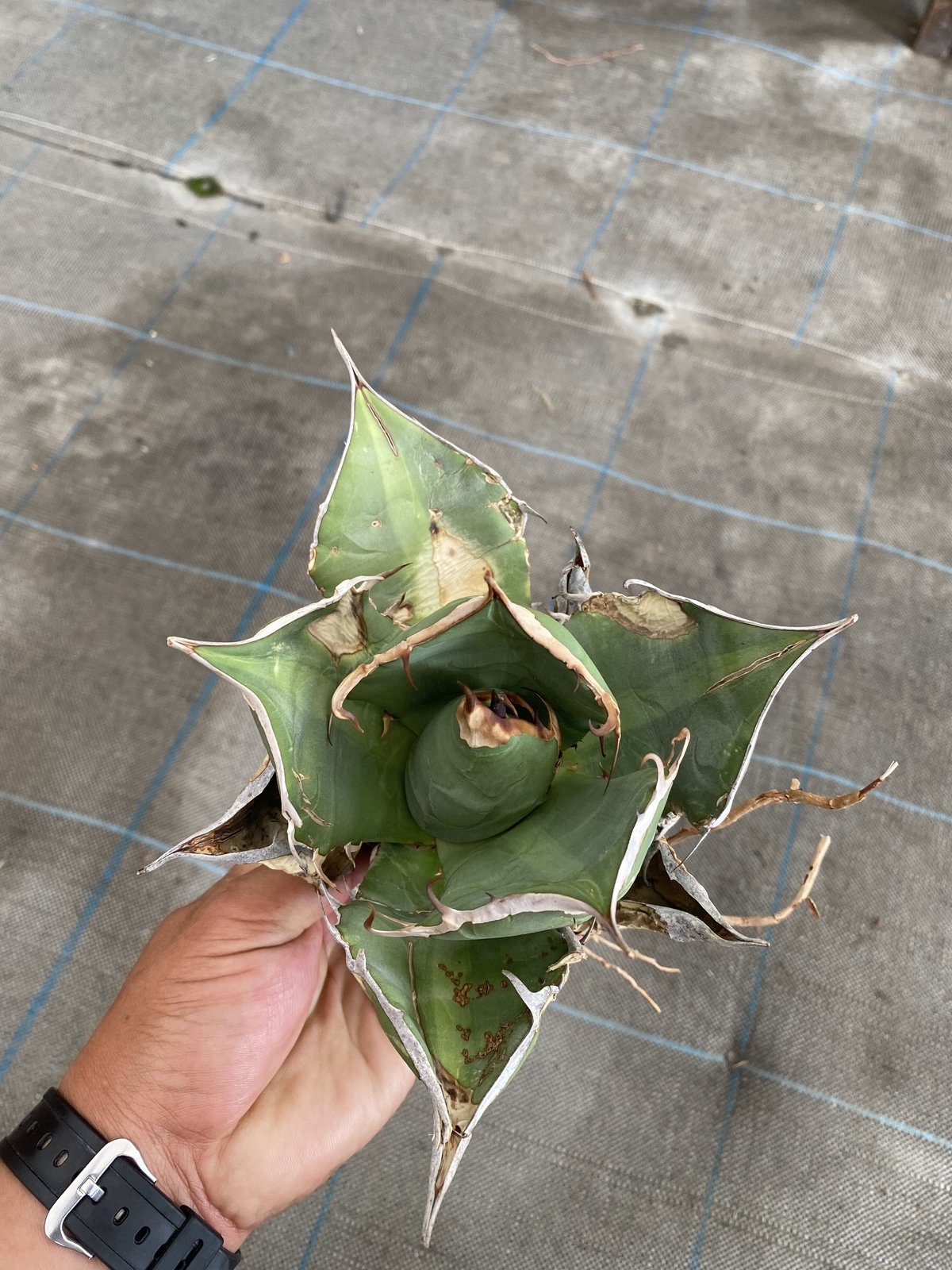 Agave oteroi Oaxaca | 河野園芸 Agave oteroi Oaxaca | 河野園芸