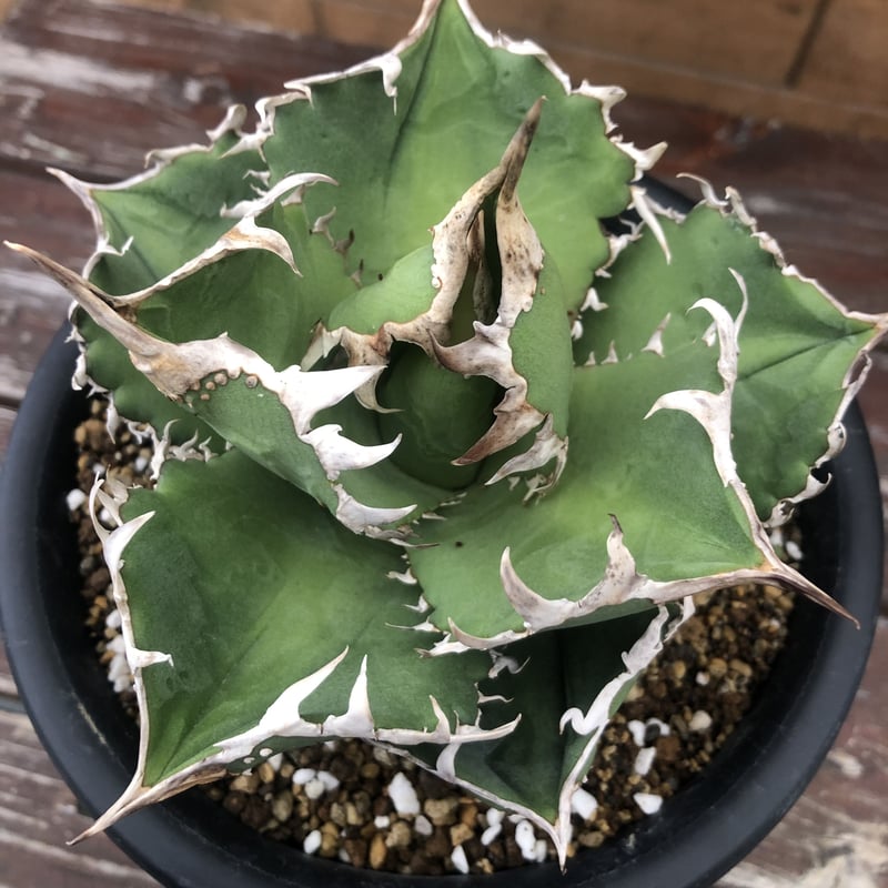 Agave titanota CG-01 a.k.a. COK | 河野園芸