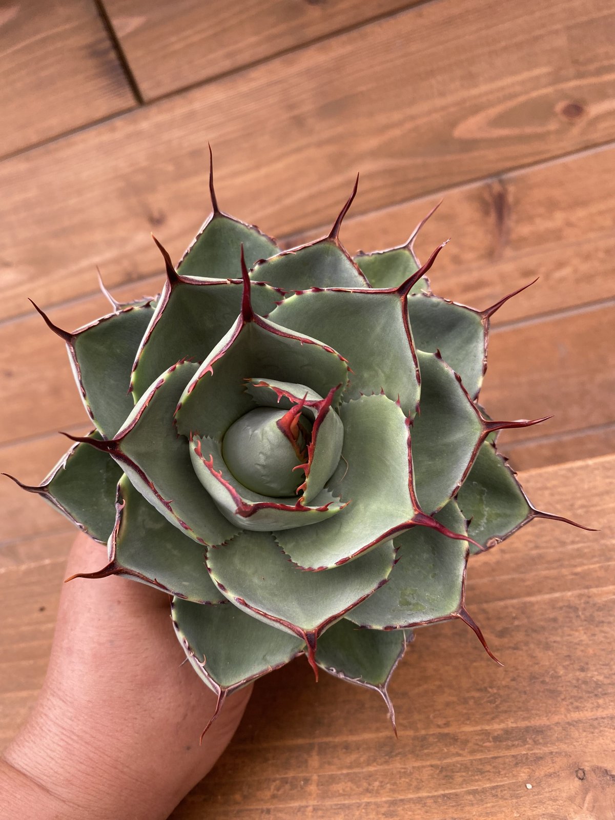 Agave parryi truncata 3 | 河野園芸 Agave parryi truncata 3 | 河野園芸