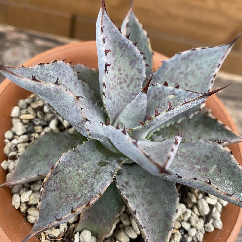 Agave Hybrid (isthmensis x blood spot) | 河野園芸 Agave Hybrid (isthmensis x blood spot) | 河野園芸