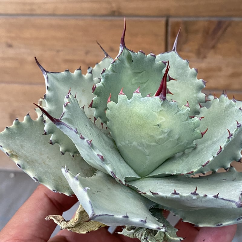 Agave hybrid (Shawii x isthmensis) | 河野園芸