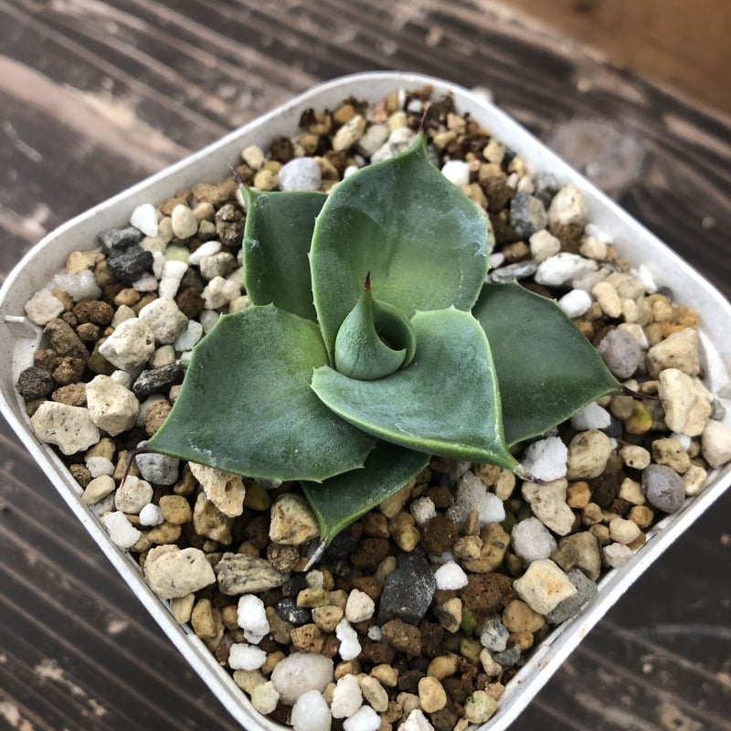 Agave pachycentra mutant “FLYING SAUCER” | 河野園芸 Agave pachycentra mutant “FLYING SAUCER” | 河野園芸