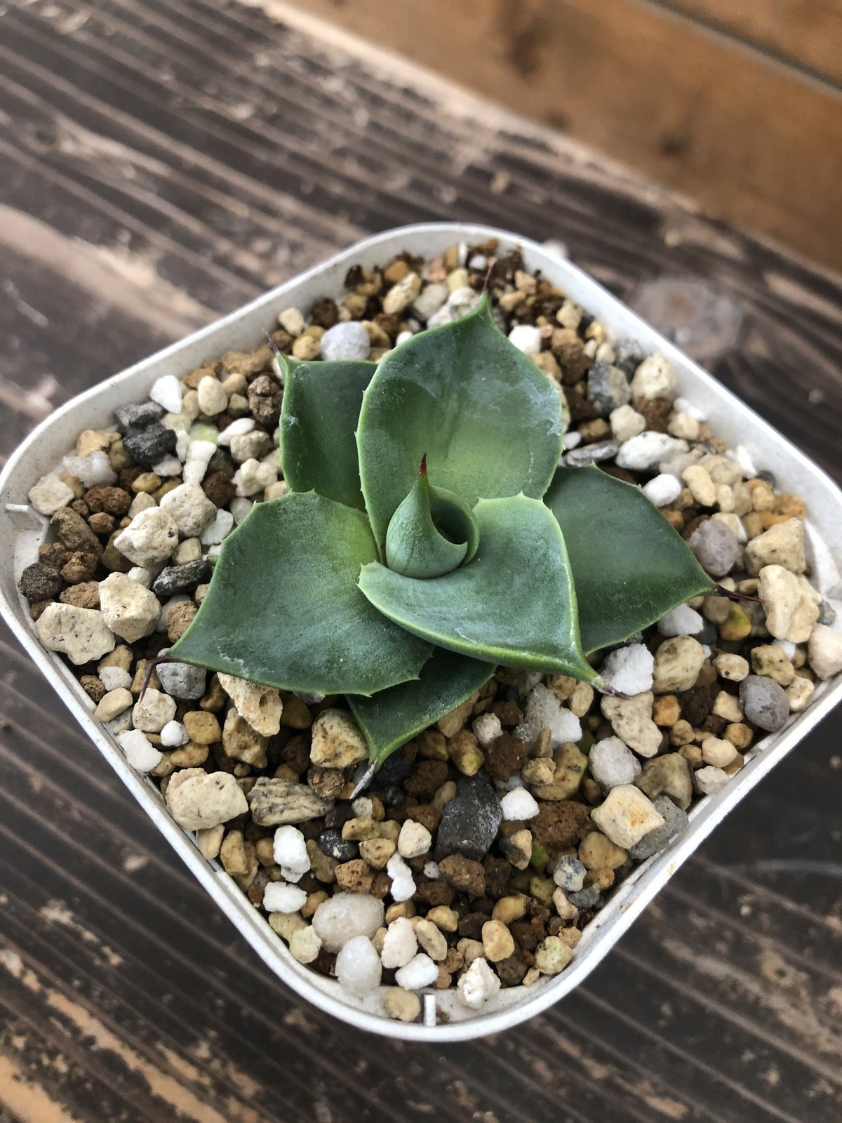 極上選抜最高級株】希少大株 アガベ 氷山 特選 笹の雪 【公式通販】