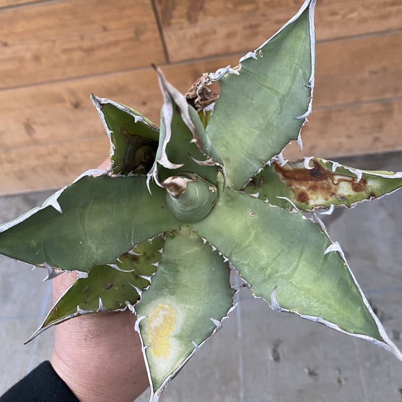 Agave oteroi Oaxaca | 河野園芸 Agave oteroi Oaxaca | 河野園芸