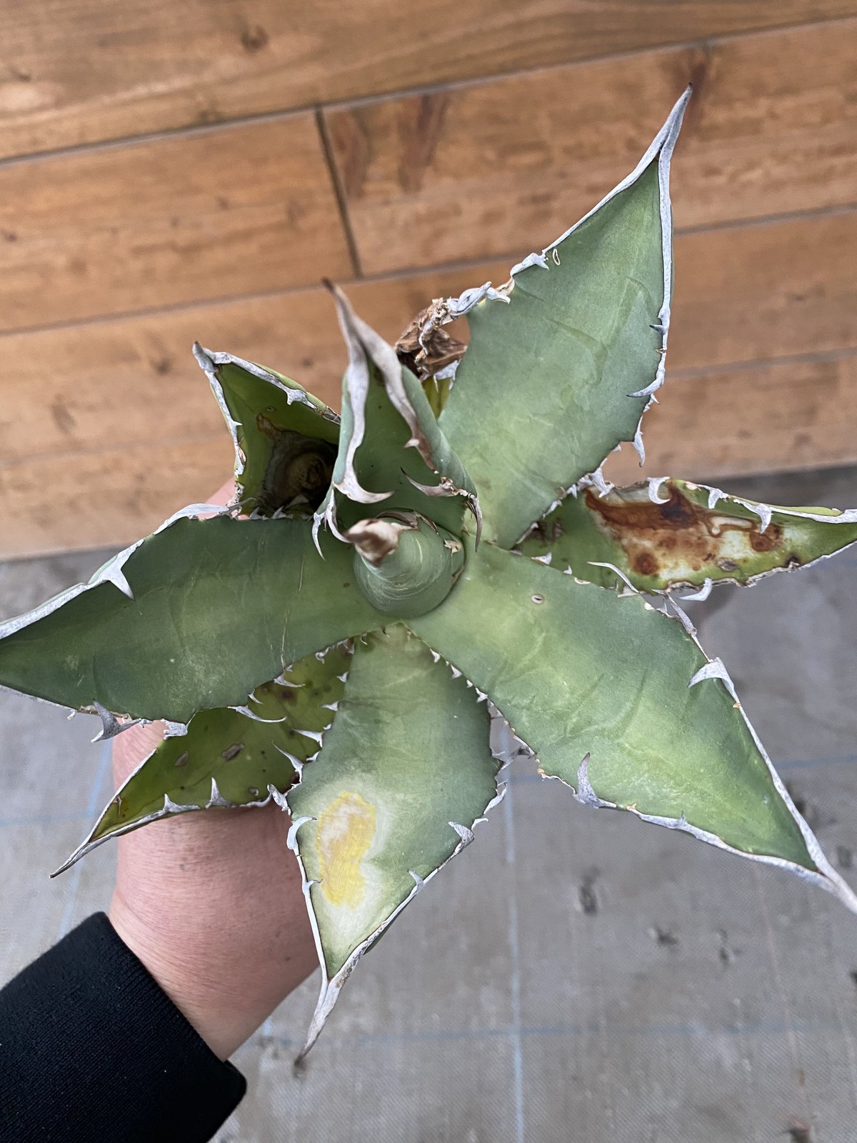 Agave oteroi Oaxaca | 河野園芸 Agave oteroi Oaxaca | 河野園芸
