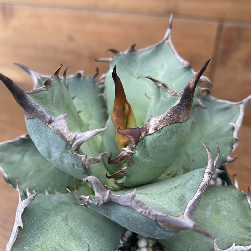 agave titanota ashura アガベ チタノタ 阿修羅 強棘 ④ 【公式