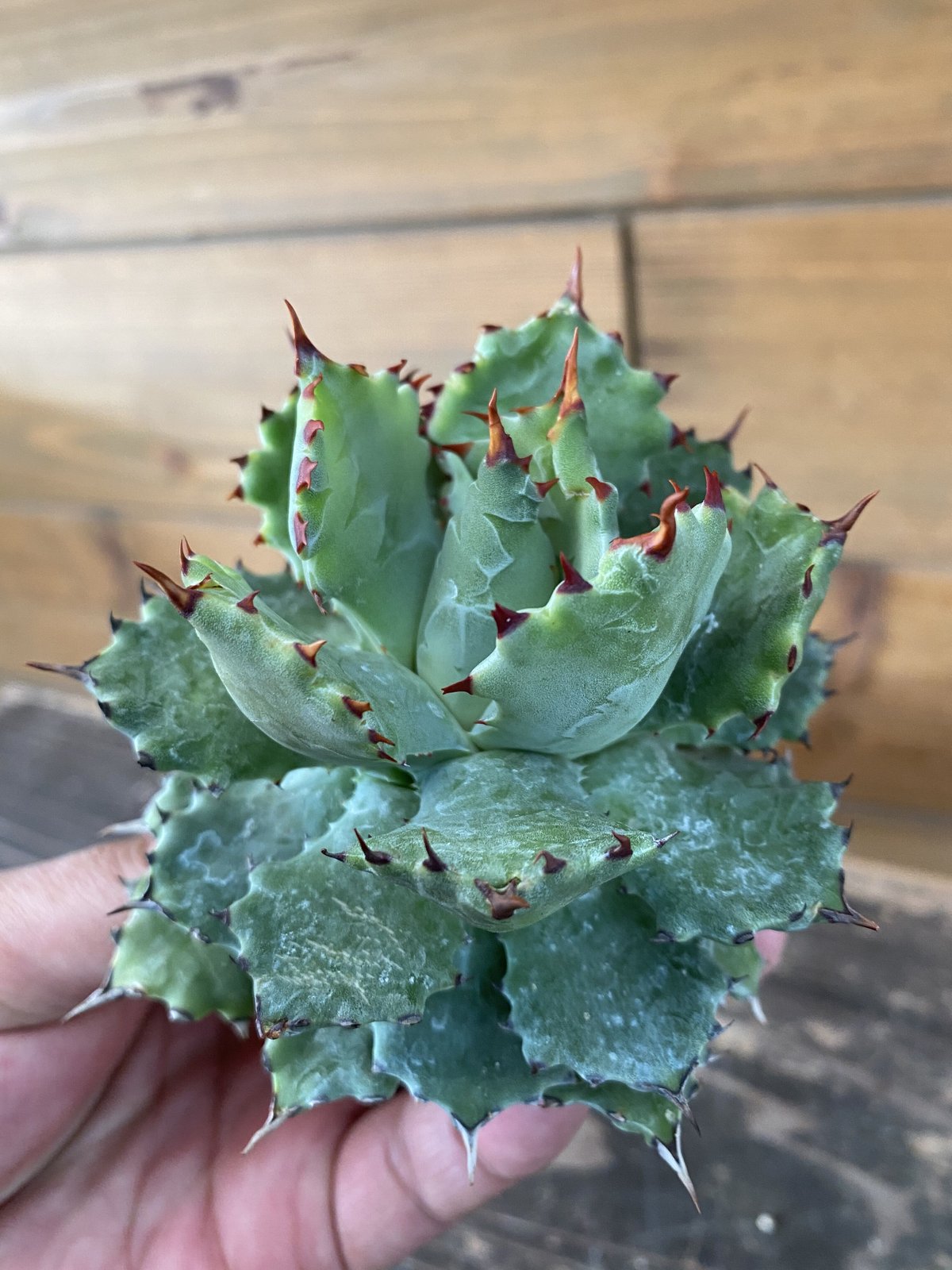 激レア アガベ 姫蠍蟹 子株【発根済み】