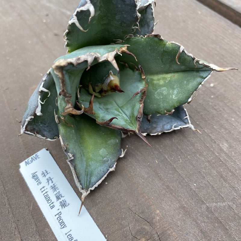 Agave 白鯨 牡丹葉1 | 河野園芸