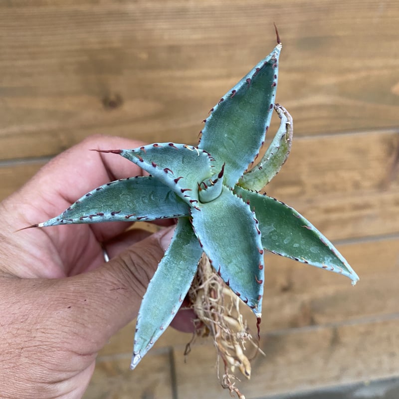 Agave “Raptor” | 河野園芸