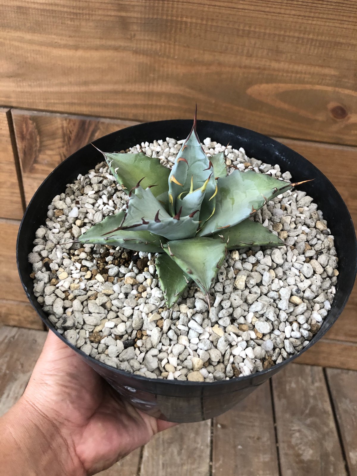 Hybrid Agave “TiMarg” (titanota x margeritae) |...