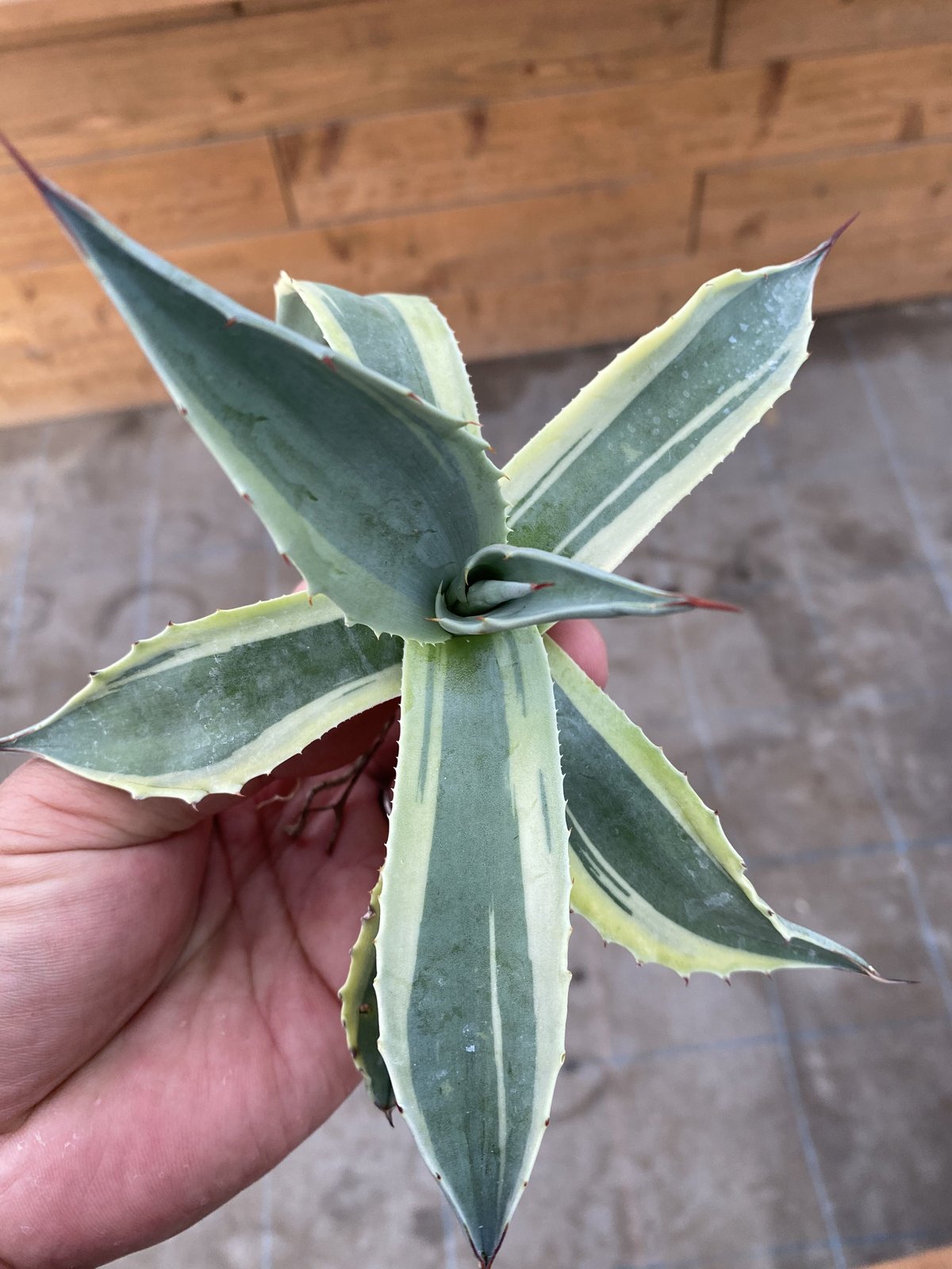 Agave ovatifolia variegated 'ORCA' 142 【公式通販】 Agave ovatifolia variegated 'ORCA' 142 【公式通販】