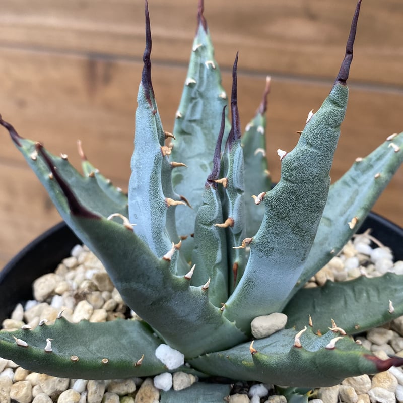 Agave utahensis | 河野園芸 Agave utahensis | 河野園芸