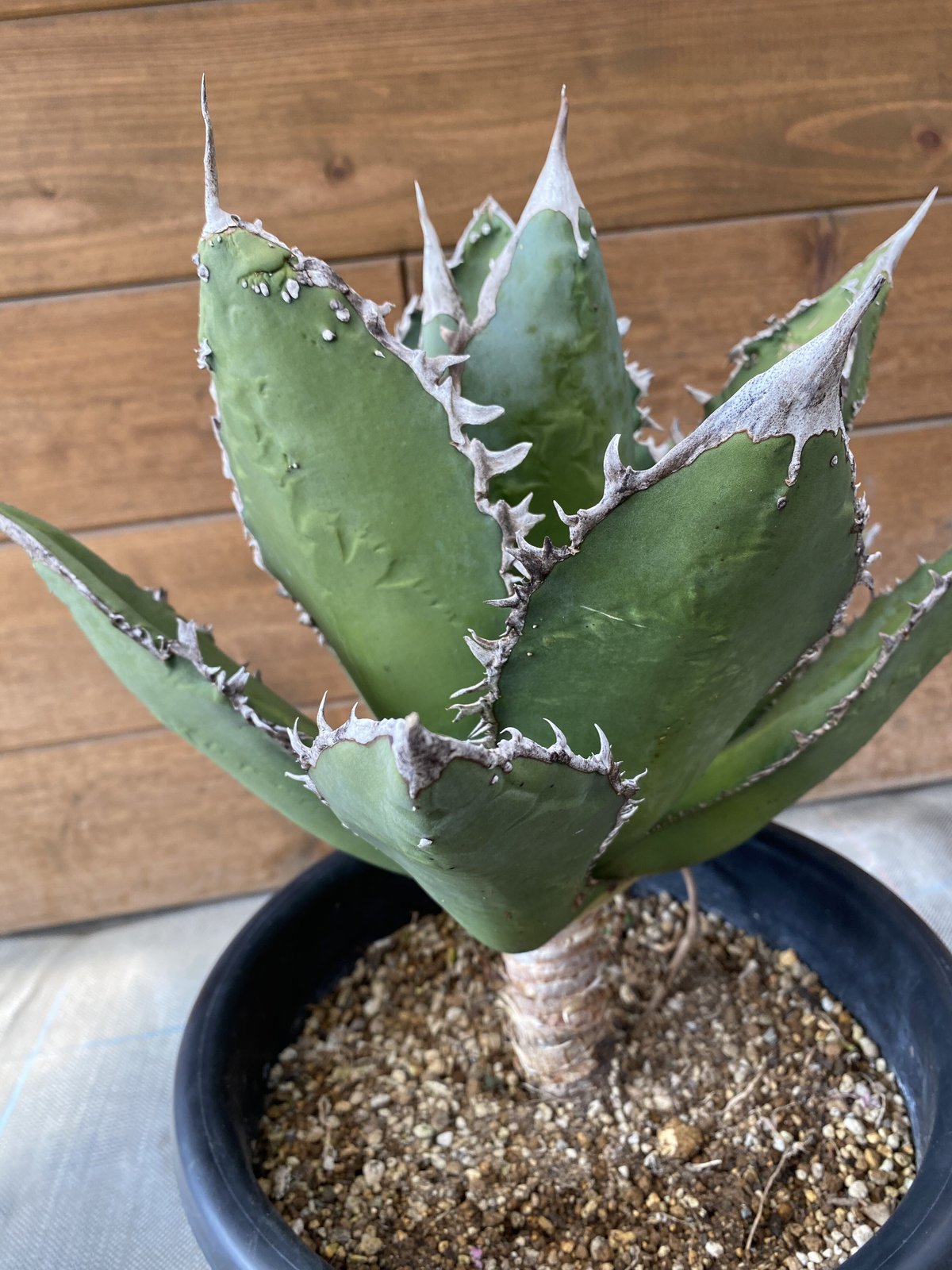 Agave titanota tiger shark | 河野園芸 Agave titanota tiger shark | 河野園芸