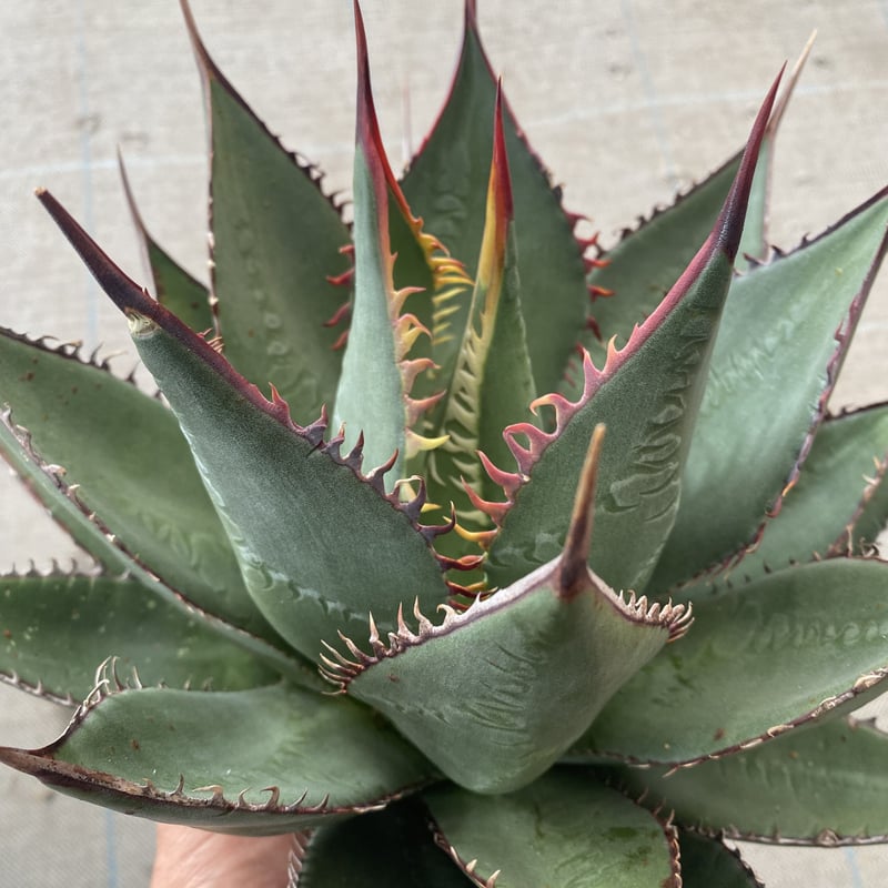 Agave shawii | 河野園芸 Agave shawii | 河野園芸