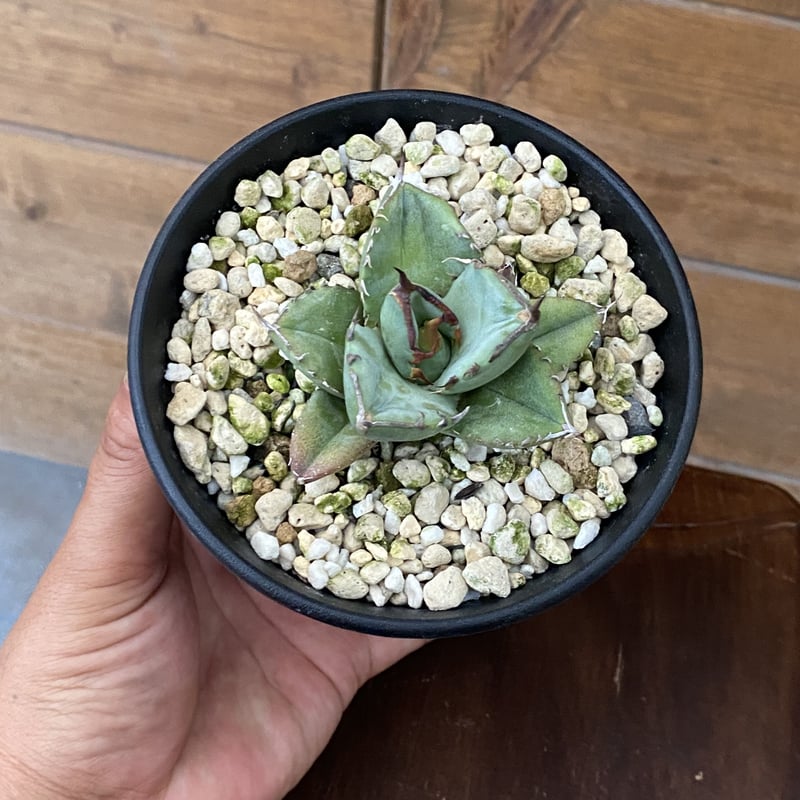 Agave FO-076 compacta | 河野園芸 Agave FO-076 compacta | 河野園芸