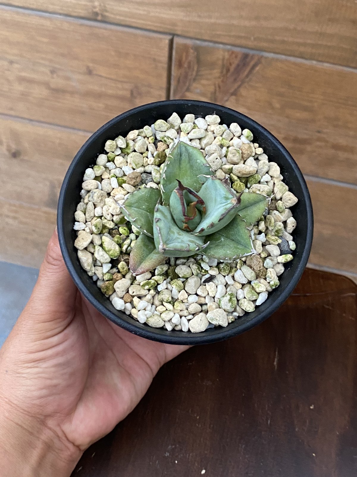 Agave FO-076 compacta | 河野園芸 Agave FO-076 compacta | 河野園芸
