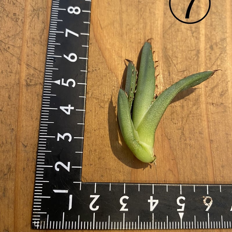 Agave titanota No,006 ボールタイプ | 河野園芸 Agave titanota No,006 ボールタイプ | 河野園芸