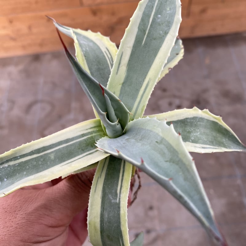 Agave ovatifolia variegated 'ORCA' 145