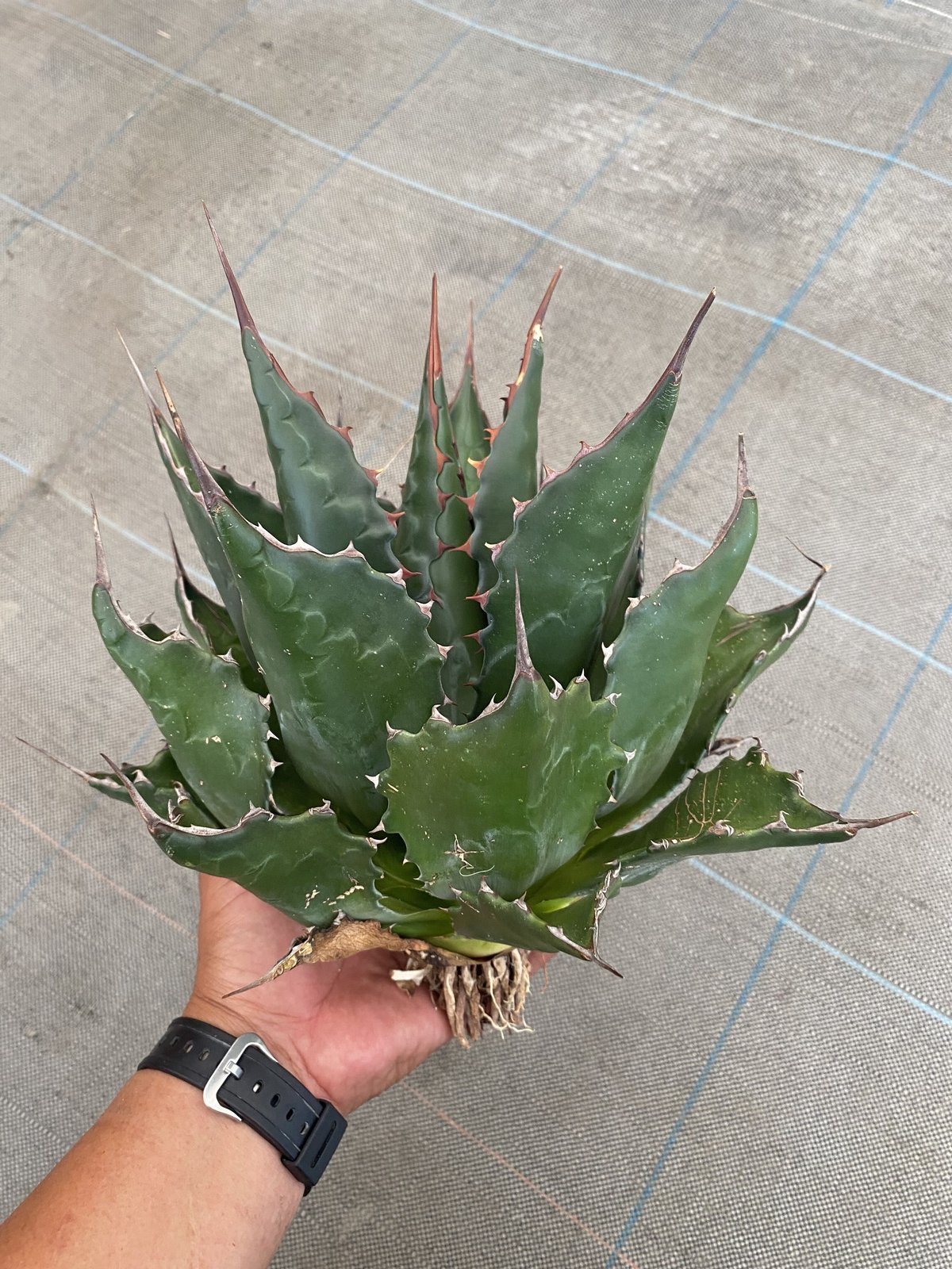 フラワー・ガーデニング Agave montana 'Lime Flash' 57 Agave montana