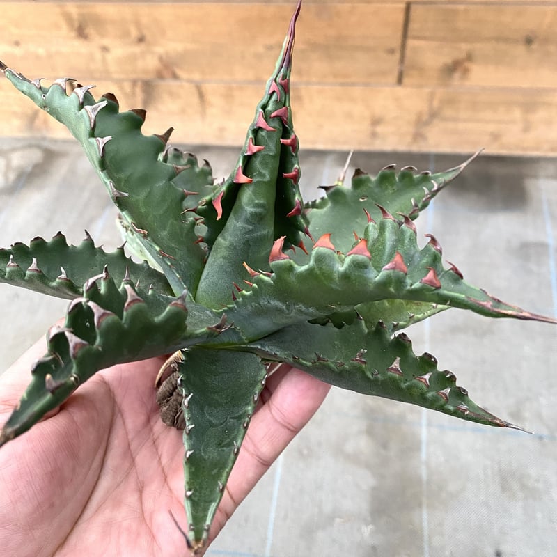 Agave gentryi “Jaws” | 河野園芸 Agave gentryi “Jaws” | 河野園芸