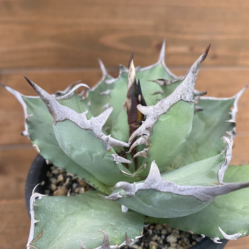Agave titanota “Ashura” | 河野園芸 Agave titanota “Ashura” | 河野園芸