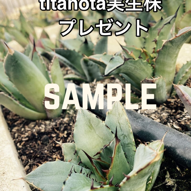 Agave oteroi | 河野園芸