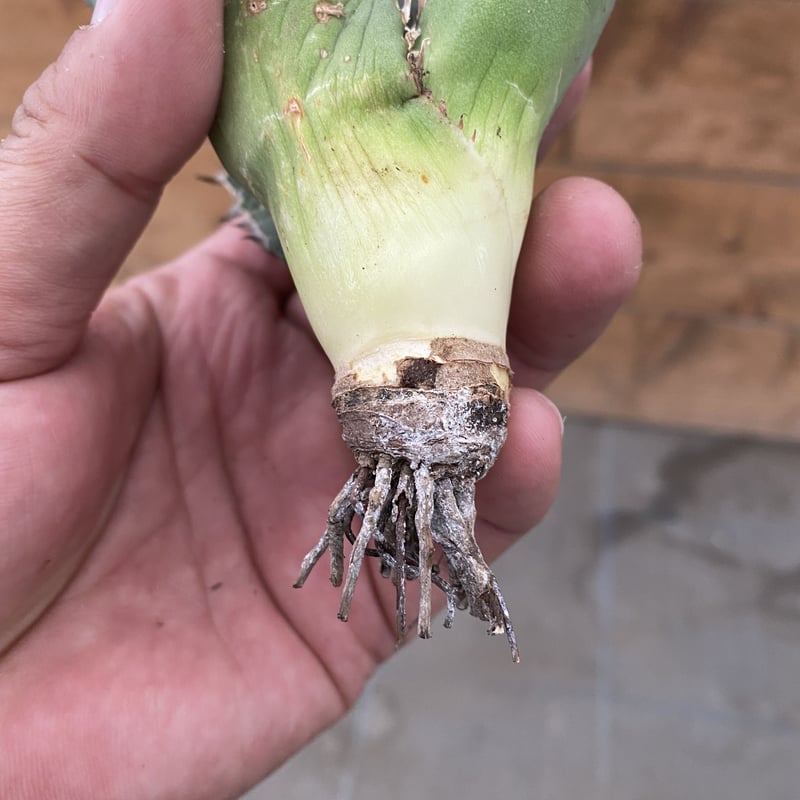 Agave oteroi Oaxaca | 河野園芸 Agave oteroi Oaxaca | 河野園芸