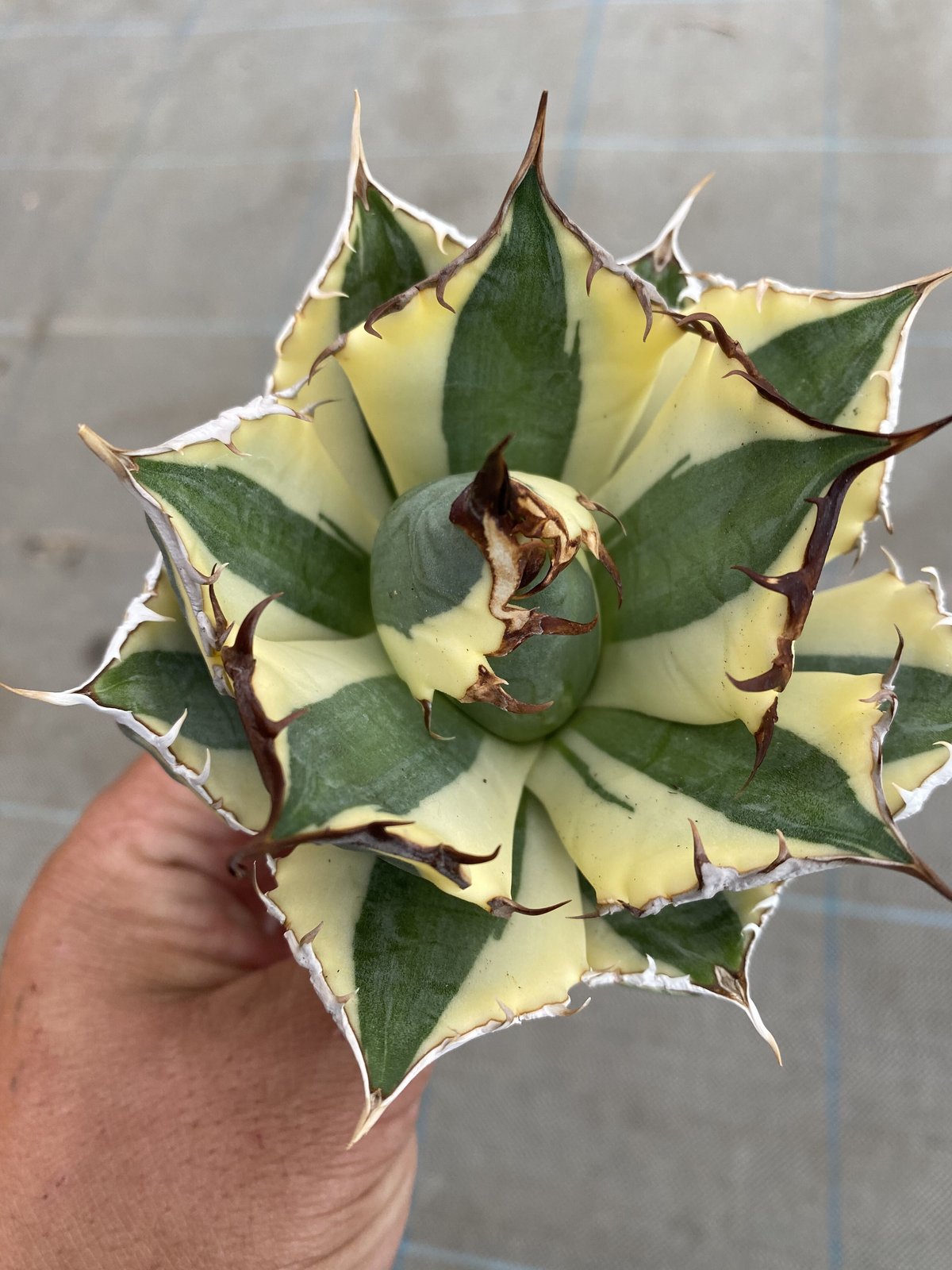 Agave titanota “SnaggleTooth” 1 | 河野園芸 Agave titanota “SnaggleTooth” 1 | 河野園芸