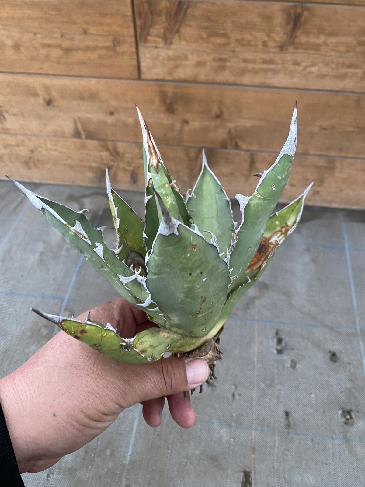 Agave oteroi Oaxaca | 河野園芸 Agave oteroi Oaxaca | 河野園芸