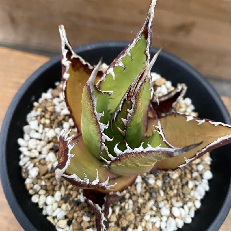 Agave shawii | 河野園芸