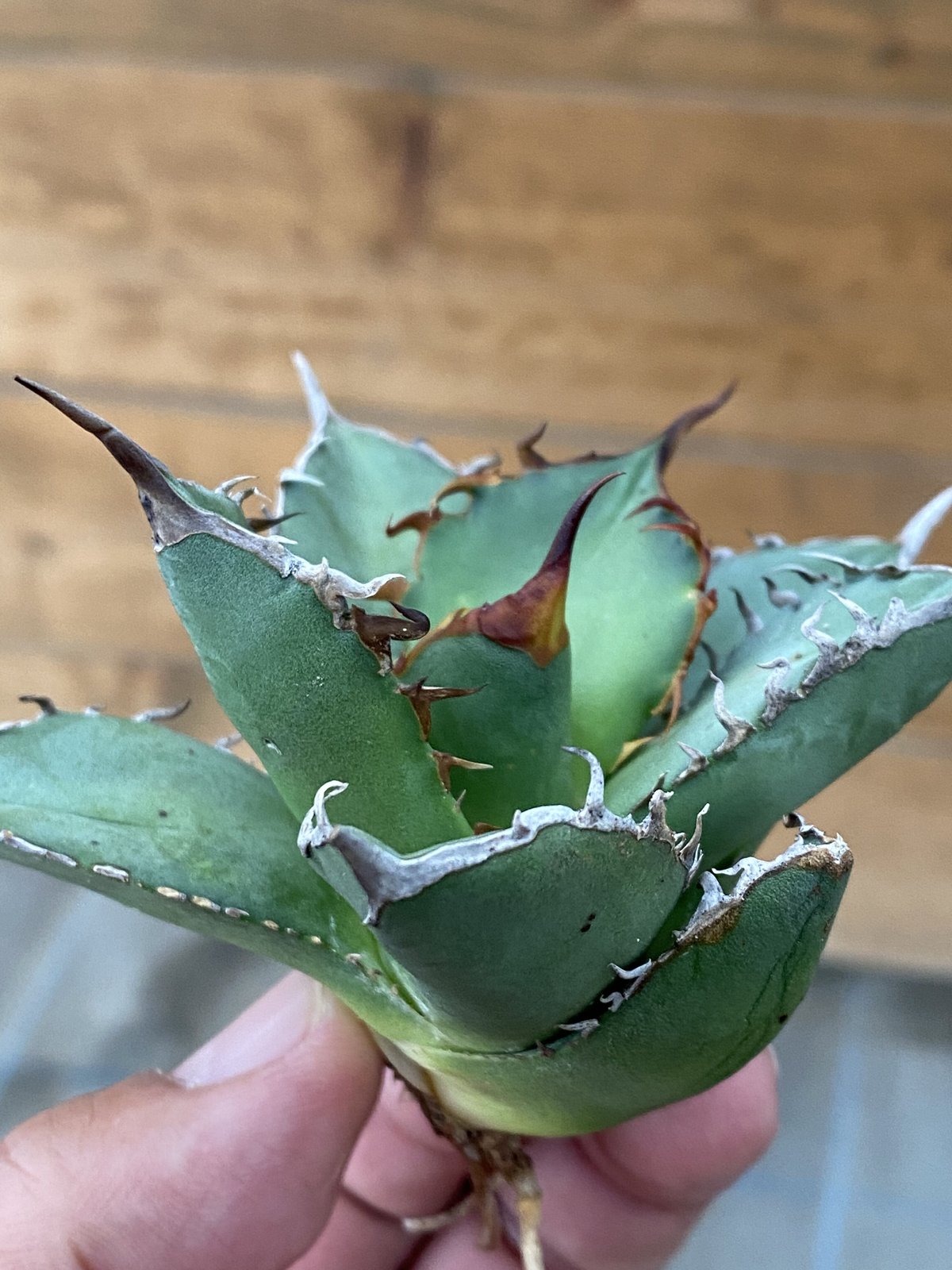 agave titanota oteroi アガベ チタノタ オテロイ 強棘 ㉕ agave titanota oteroi アガベ チタノタ オテロイ 強棘 ㉕