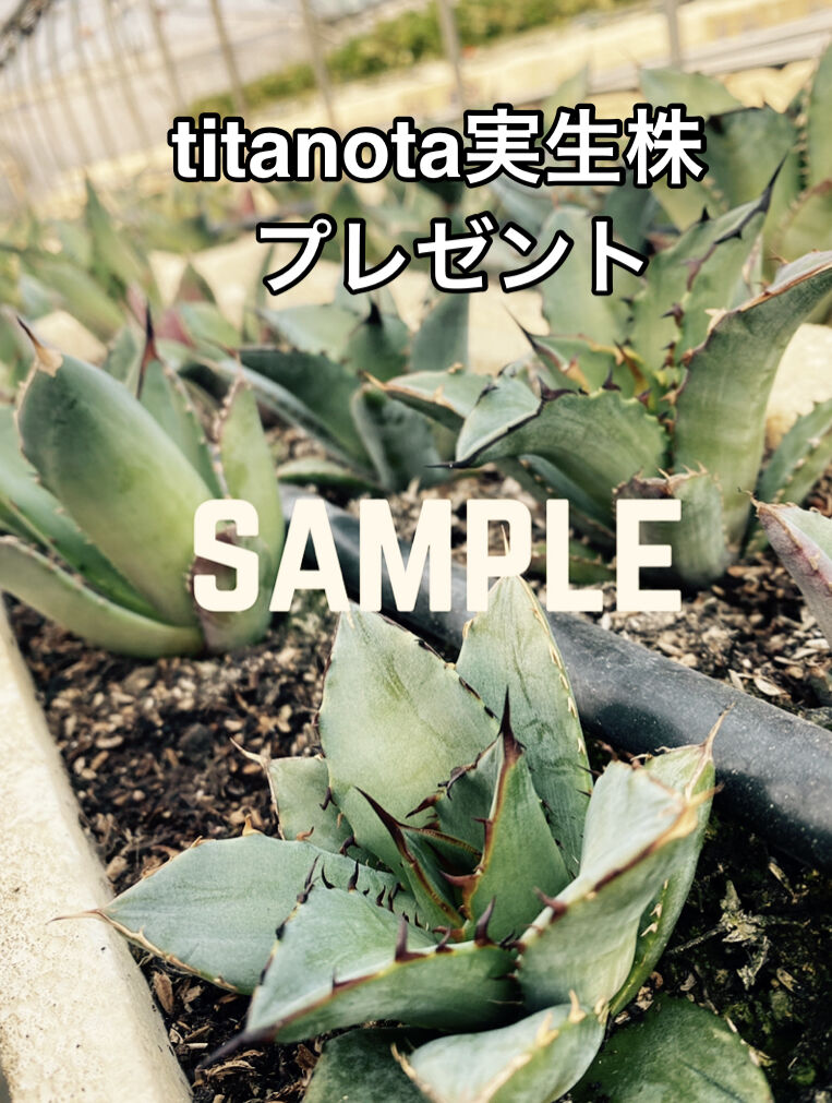 Agave oteroi Oaxaca | 河野園芸 Agave oteroi Oaxaca | 河野園芸