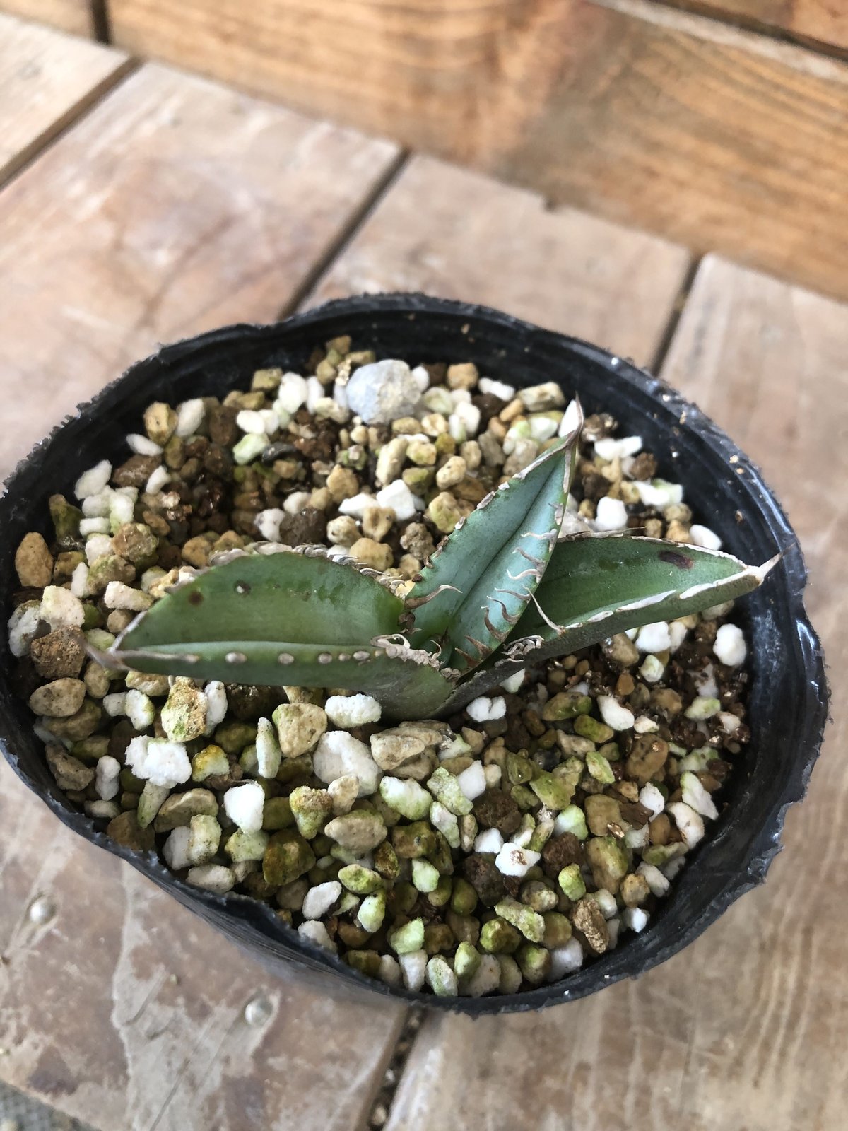 Agave titanota “TigerShark” | 河野園芸 Agave titanota “TigerShark” | 河野園芸
