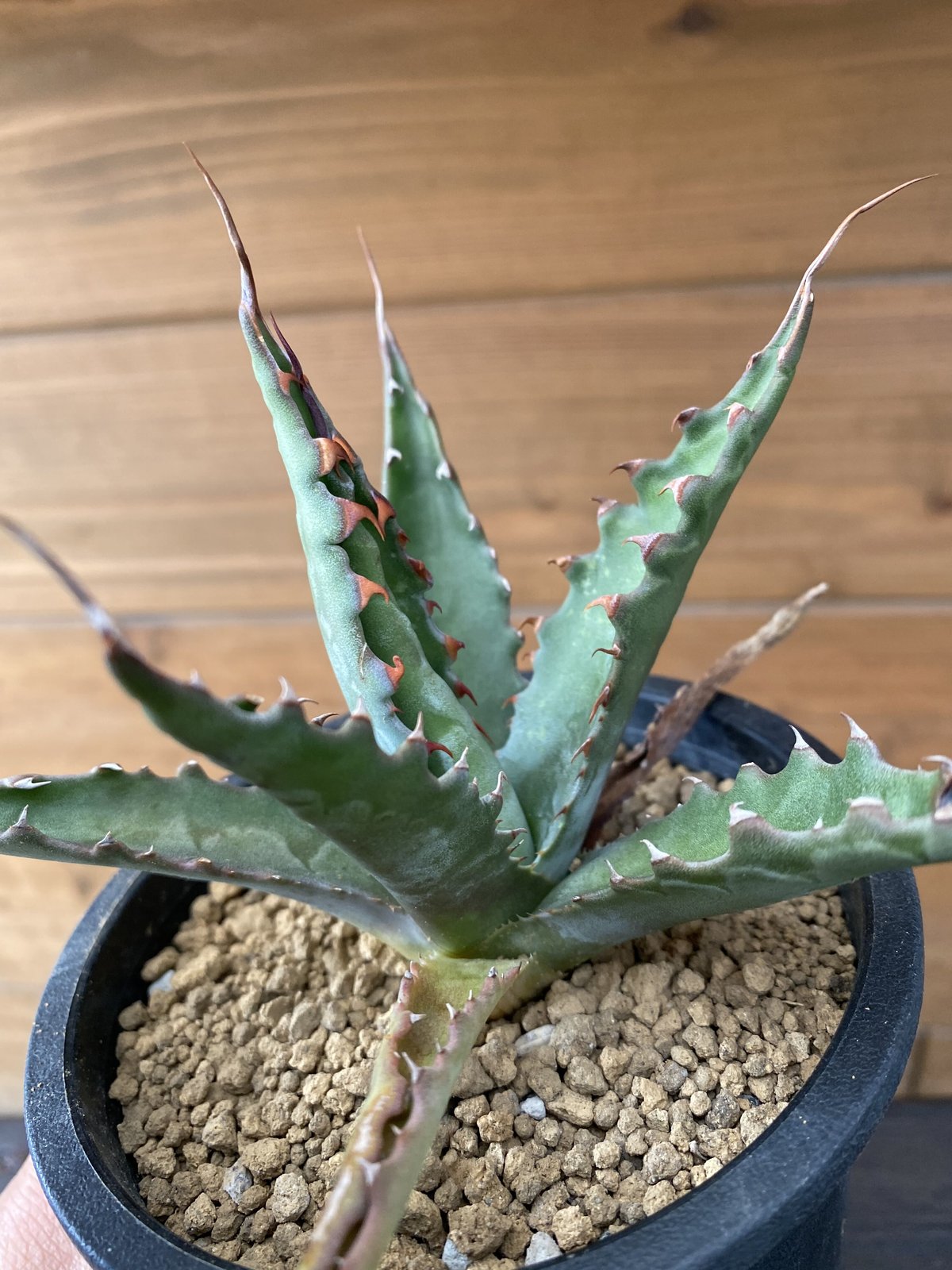 Agave gentry “Jaws”