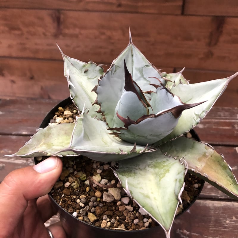 Agave titanota “White Ice” | 河野園芸 Agave titanota “White Ice” | 河野園芸