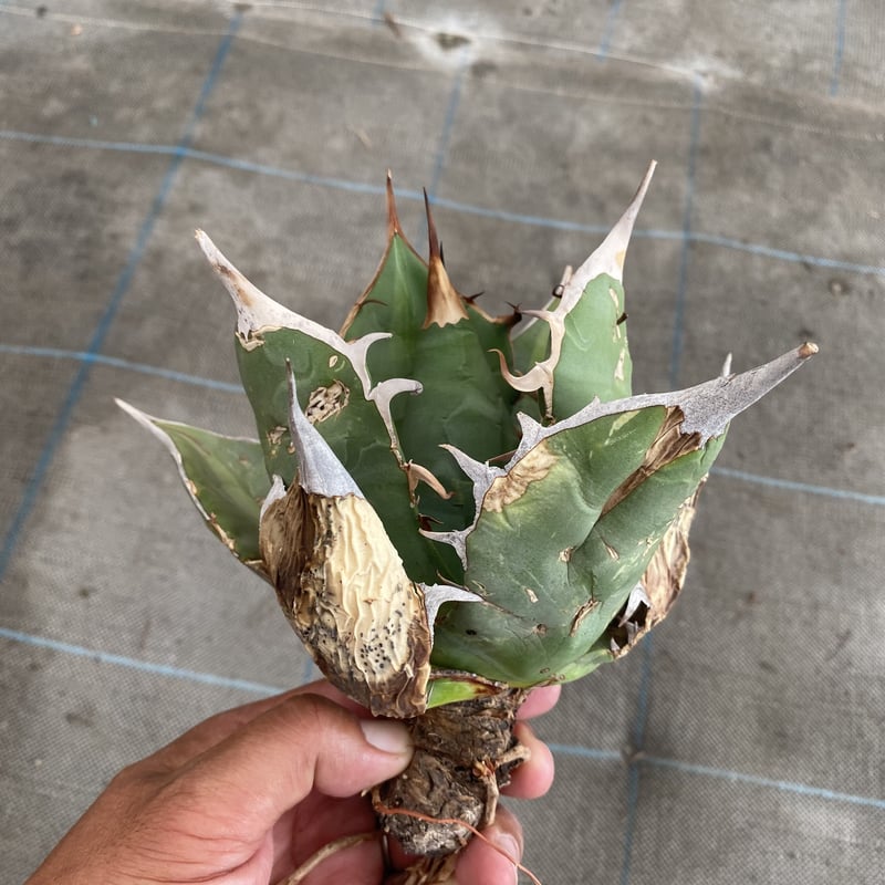 Agave oteroi Oaxaca | 河野園芸